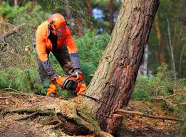 West Lafayette, IN  Tree Services Company