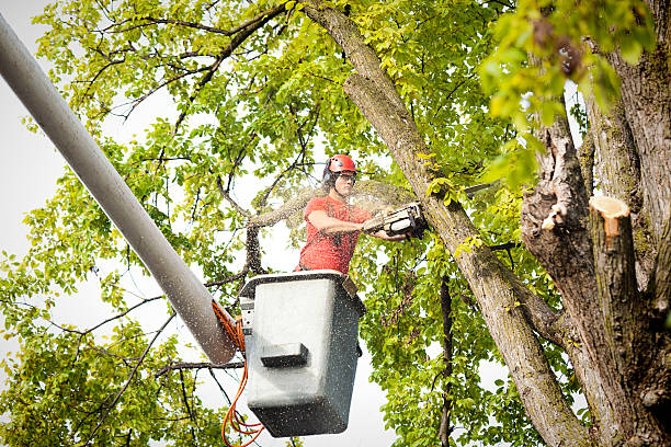 How Our Tree Care Process Works  in  West Lafayette, IN